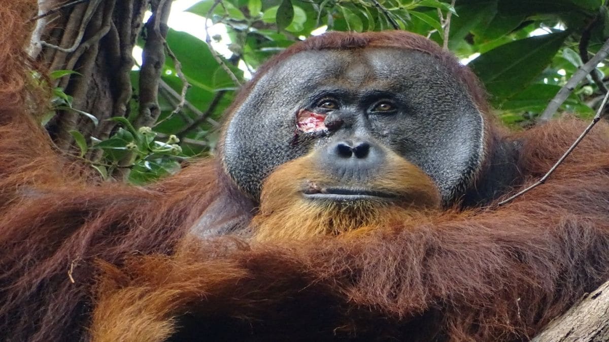 Orangutan Planta Medicinal